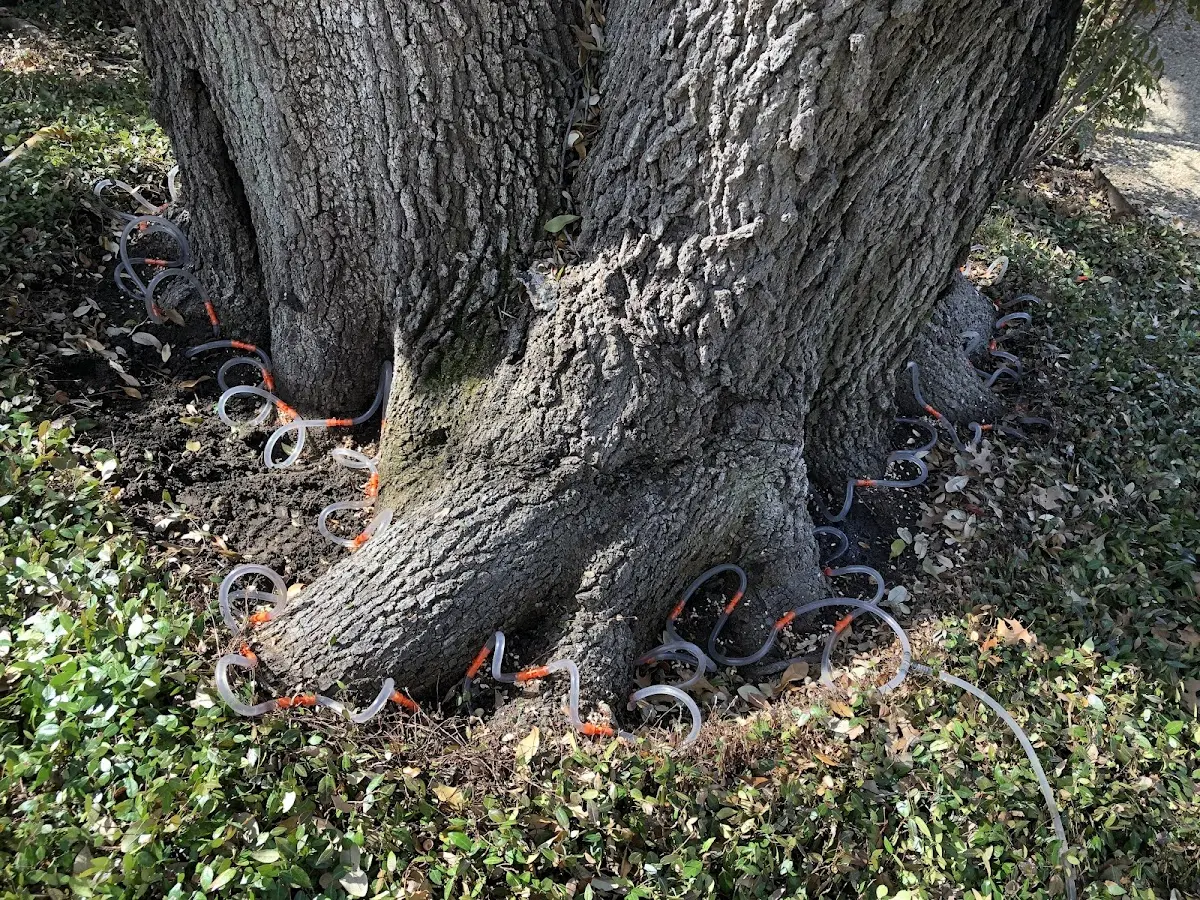 Detailed Shrub and Hedge Trimming job site in Forest