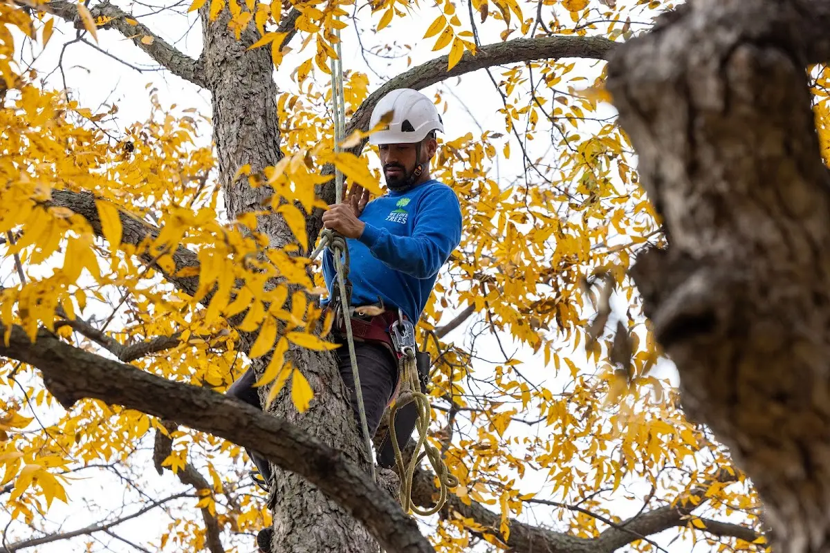 Skilled Tree Pruning crew working in Forest
